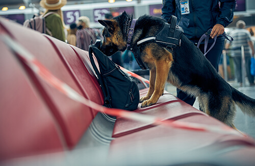 Detection Dogs