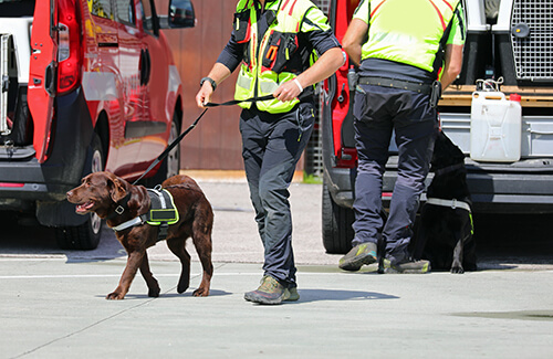 K9 Patrol